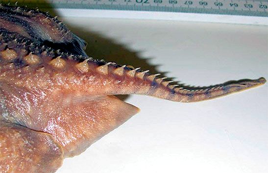 Amblyraja hyperborea_05.jpg